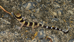 Cyrtodactylus tuberculatus