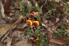 Bossiaea ornata