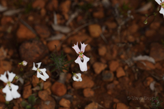 Stylidium ecorne