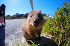 Setonix brachyurus
