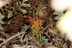 Grevillea bipinnatifida