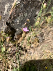 Petrorhagia nanteuilii