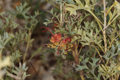 Grevillea bipinnatifida