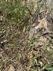 Petrorhagia nanteuilii