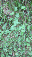 Hydrocotyle bowlesioides