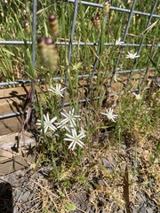Stellaria pungens
