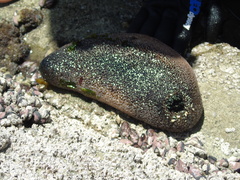 Athyonidium chilensis