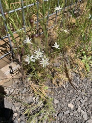 Stellaria pungens