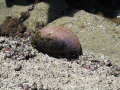 Athyonidium chilensis