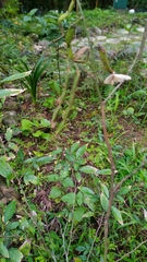 Ohwia caudata