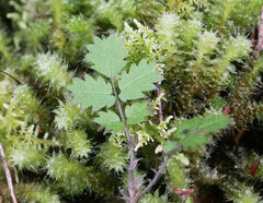 Acaena juvenca
