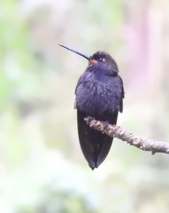 Urochroa bougueri