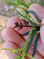 Podocarpus spinulosus