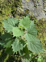 Urtica thunbergiana