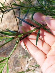 Podocarpus spinulosus