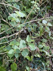Urtica thunbergiana