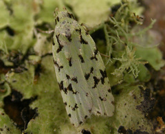 Izatha peroneanella