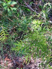 Podocarpus spinulosus