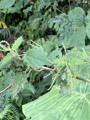 Urtica thunbergiana