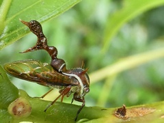 Heteronotus trinodosus