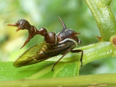 Heteronotus trinodosus