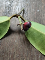 Syzygium