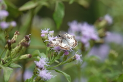 Chiomara georgina
