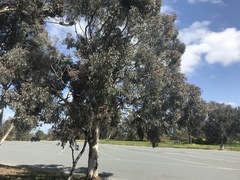 Eucalyptus polyanthemos