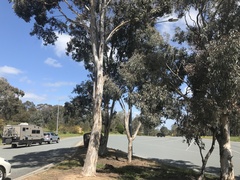 Eucalyptus polyanthemos