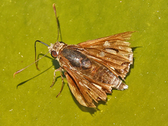 Trapezitinae