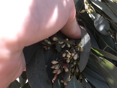 Eucalyptus polyanthemos