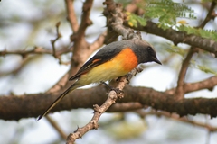 Pericrocotus cinnamomeus