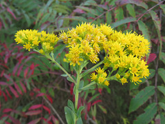 Solidago rigida rigida