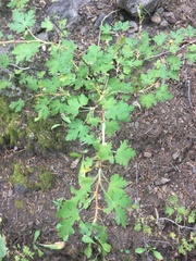 Ribes montigenum