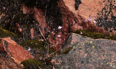 Utricularia barkeri