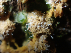 Polycephalomyces tomentosus