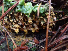 Polycephalomyces tomentosus