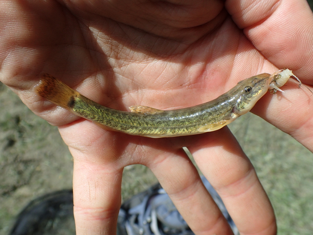 Altai stone loach (Barbatula altayensis) — Nemacheilidae