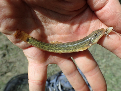 Altai stone loach (Barbatula altayensis) — Nemacheilidae
