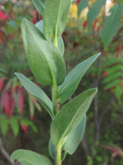 Solidago rigida rigida