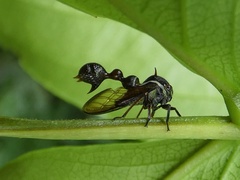 Heteronotus trinodosus