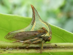Umbonia crassicornis