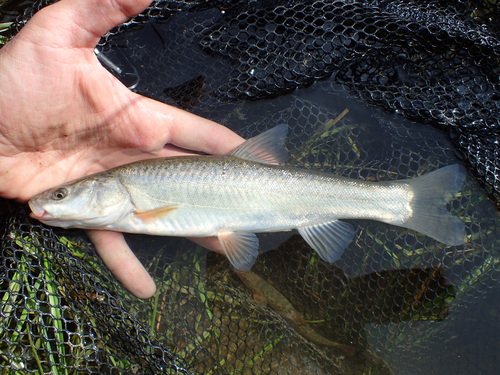 Oreoleuciscus angusticephalus