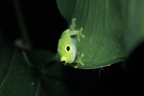 Eastern Glass Frog, Hyalinobatrachium orientale