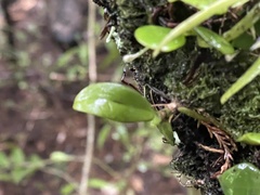 Drymoanthus adversus