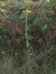 Solidago rigida rigida