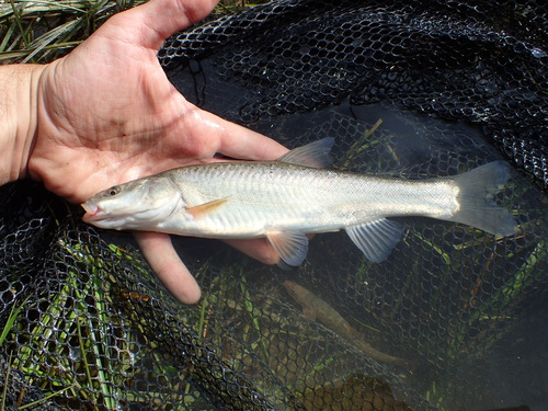 Oreoleuciscus angusticephalus