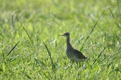 Bartramia longicauda