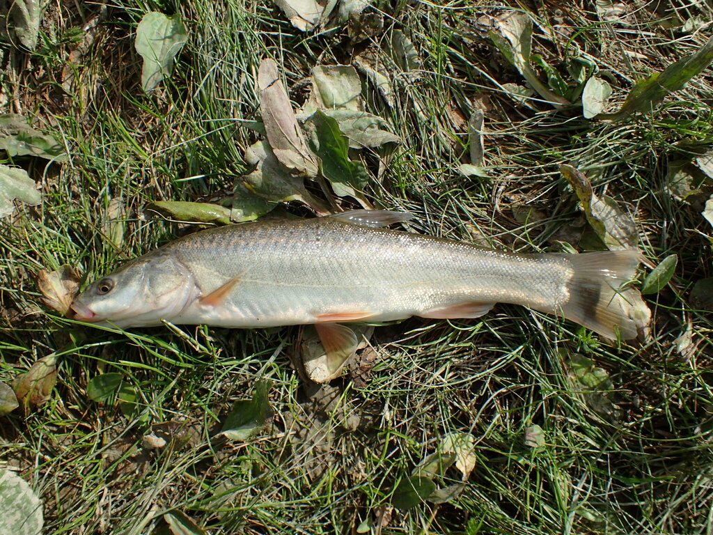 Lake Osman