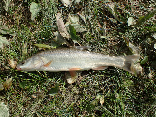 Oreoleuciscus angusticephalus